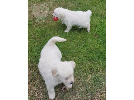 PoulaTo: Όμορφα Golden Puppys Retriever